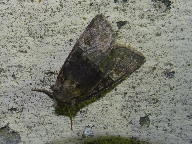 Brachylomia viminalis &copy; MAILLIER Sébastien