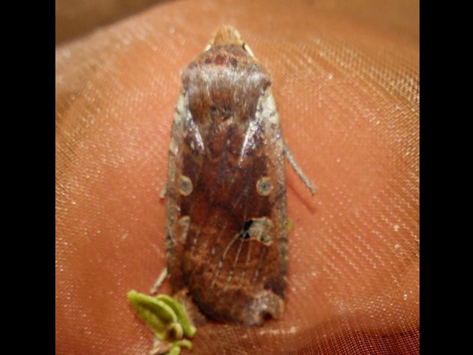 Conistra erythrocephala &copy; DEROZIER Carole