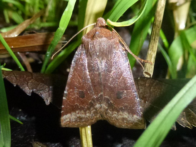 Conistra ligula &copy; MAILLIER Sébastien