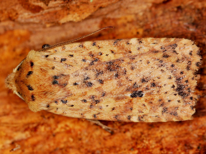 Conistra rubiginea &copy; LETHEVE Xavier