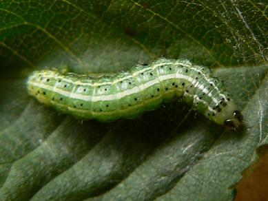 Cosmia affinis &copy; DEROZIER Carole