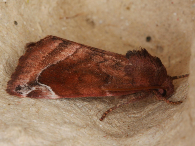 Cosmia pyralina &copy; LETHEVE Xavier