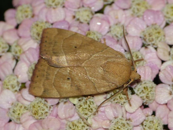 Cosmia trapezina © BARBIER Simon