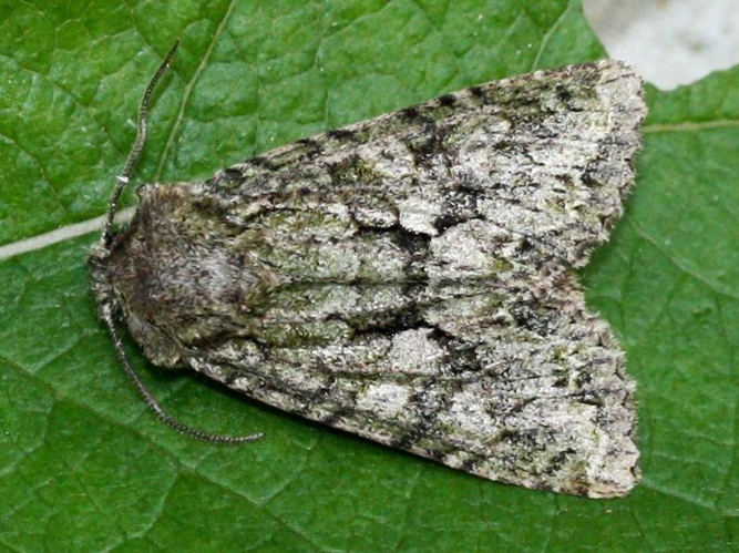 Dryobotodes eremita &copy; LETHEVE Xavier