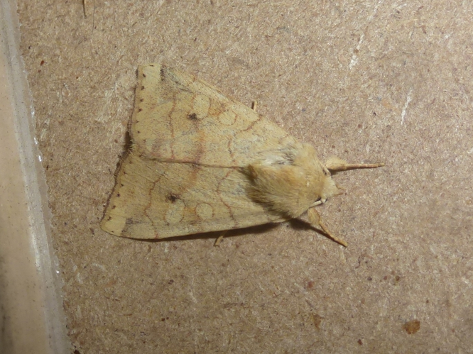 Enargia paleacea &copy; MAILLIER Sébastien