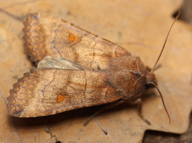 Eupsilia transversa © LETHEVE Xavier