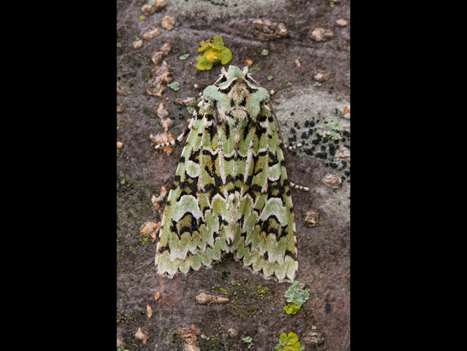 Griposia aprilina &copy; VAN ALPHEN Jacques