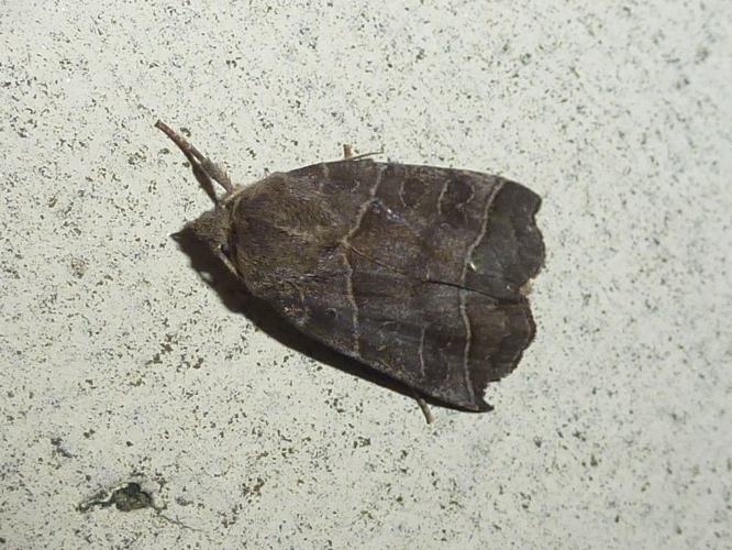 Ipimorpha retusa &copy; MAILLIER Sébastien