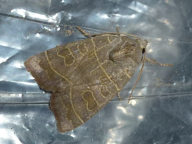 Ipimorpha subtusa &copy; MAILLIER Sébastien