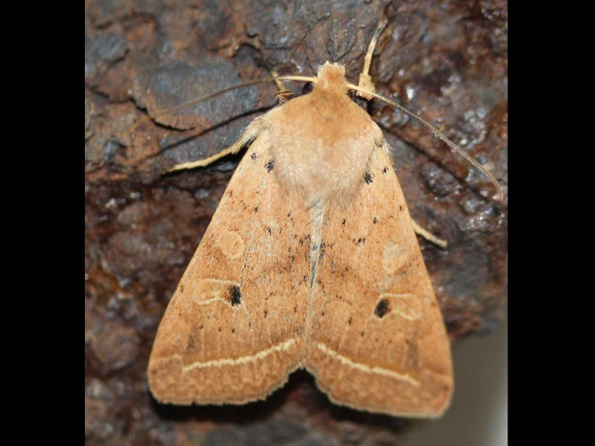 Agrochola macilenta &copy; LETHEVE Xavier