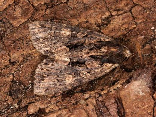 Mniotype satura &copy; LETHEVE Xavier