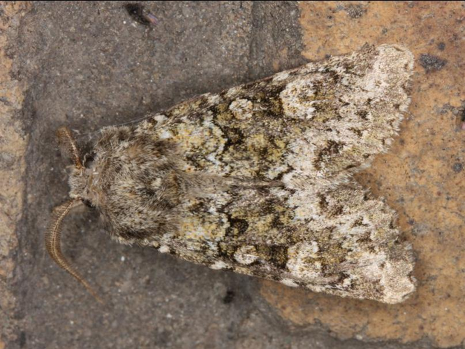 Polymixis lichenea &copy; LETHEVE Xavier