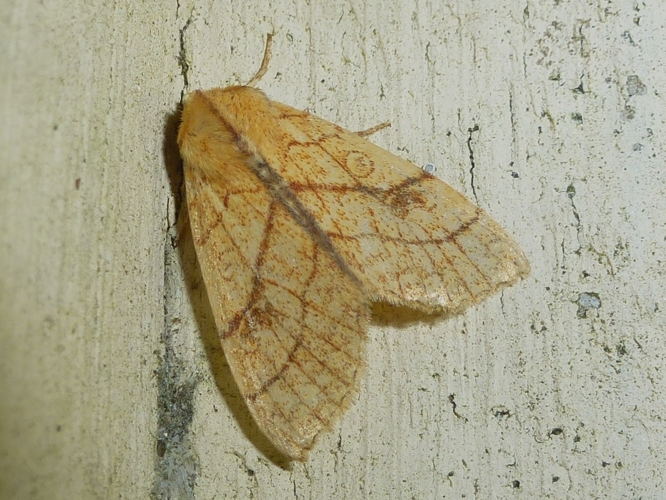 Tiliacea citrago &copy; MAILLIER Sébastien