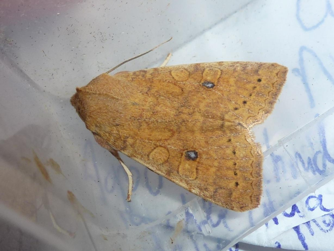 Xanthia gilvago &copy; MAILLIER Sébastien