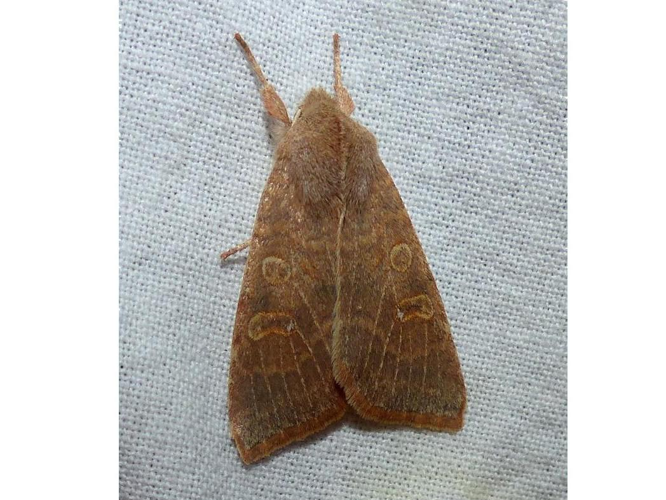 Xanthia ocellaris &copy; DEROZIER Carole