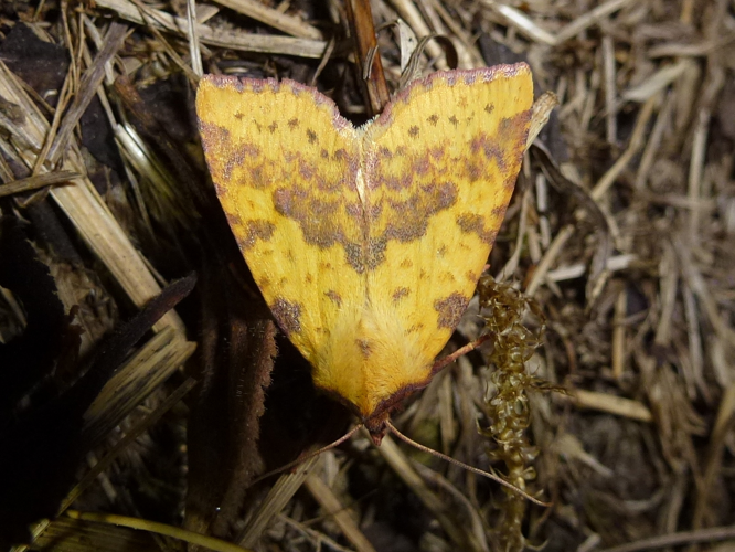 Xanthia togata &copy; MAILLIER Sébastien