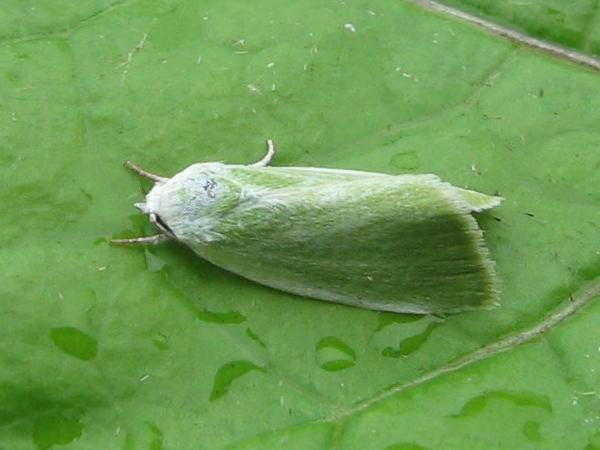 Earias clorana © LETHEVE Xavier