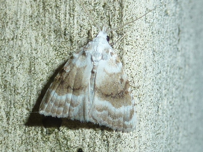 Meganola albula &copy; MAILLIER Sébastien