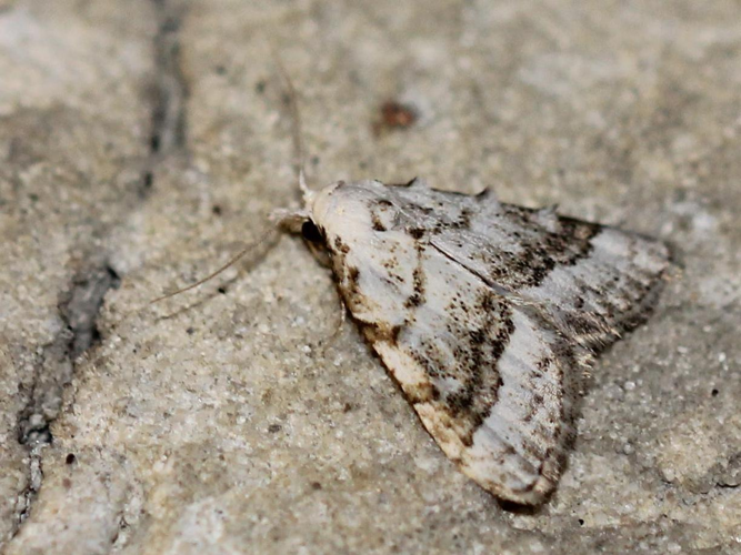 Nola aerugula &copy; COLINDRE Laurent