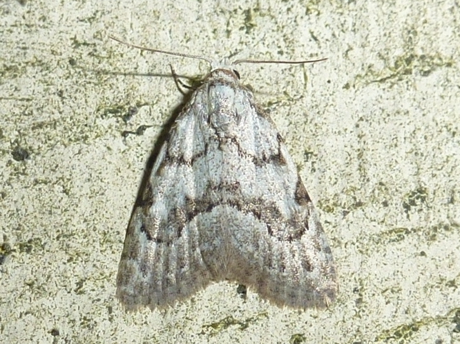 Nola confusalis &copy; MAILLIER Sébastien