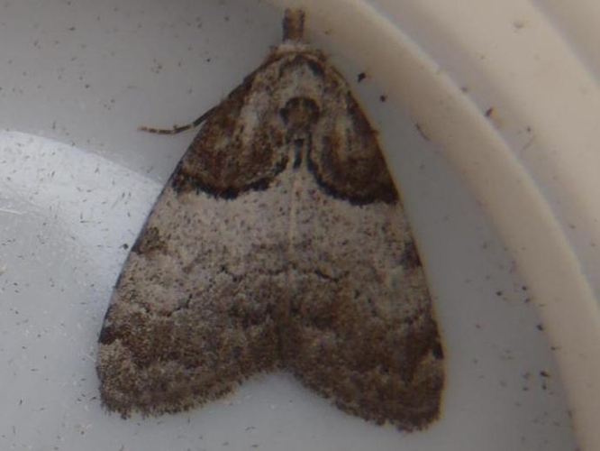 Nola cucullatella &copy; HALLART Guénael