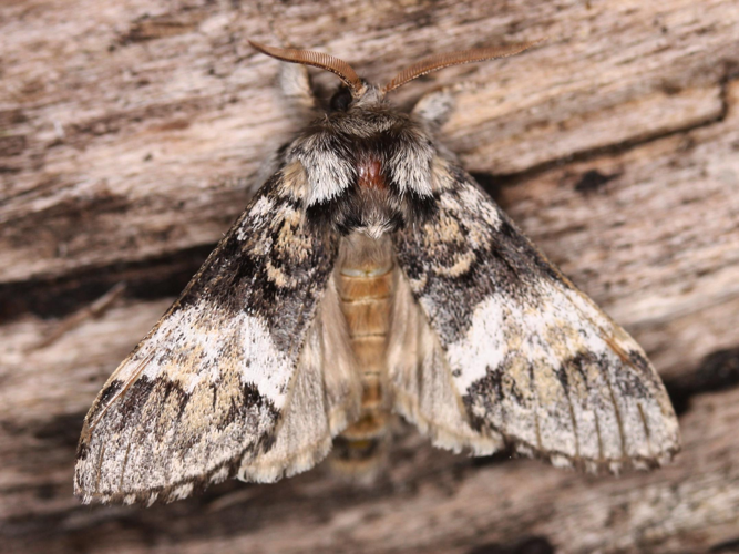 Drymonia dodonaea &copy; LETHEVE Xavier