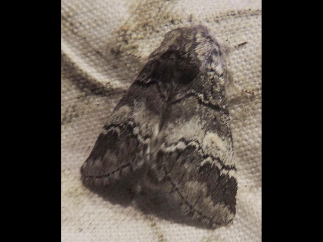 Drymonia querna &copy; CAGNIARD Dominique