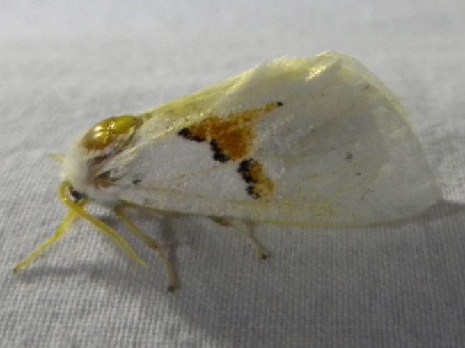 Leucodonta bicoloria &copy; HALLART Guénael