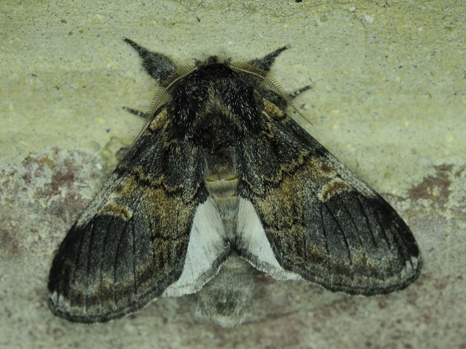 Notodonta tritophus &copy; MATHOT William