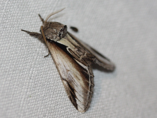 Pheosia gnoma &copy; LETHEVE Xavier