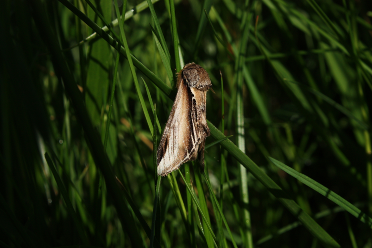 Pheosia tremula &copy; HERMANT Thomas