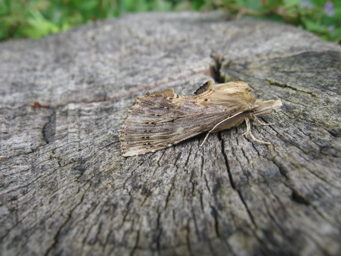 Pterostoma palpina &copy; LETHEVE Xavier