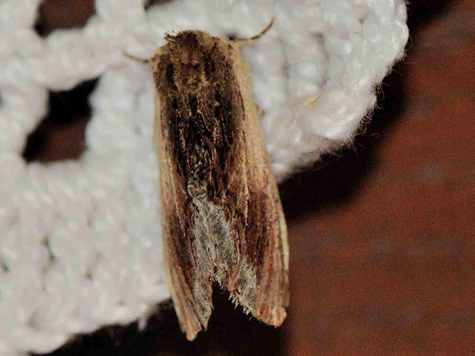 Ptilodon cucullina &copy; MATHOT William