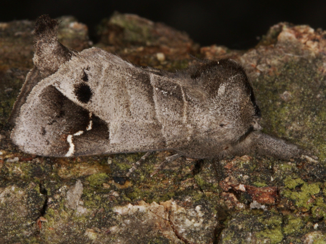 Clostera anachoreta &copy; LETHEVE Xavier