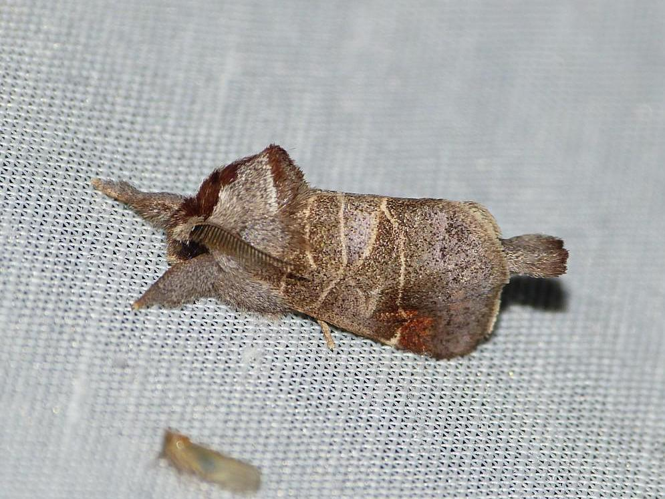 Clostera pigra &copy; BARBIER Simon