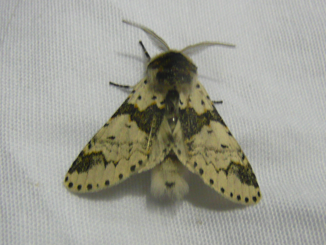 Furcula bicuspis &copy; MAILLIER Sébastien