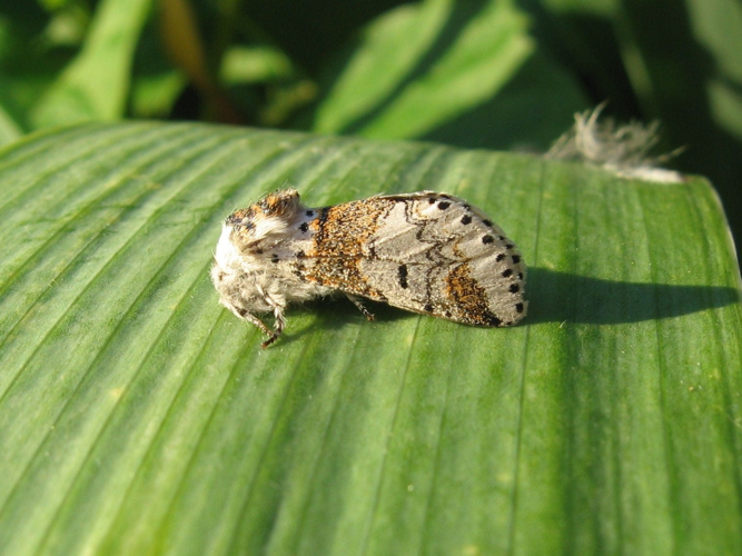 Furcula furcula &copy; LETHEVE Xavier