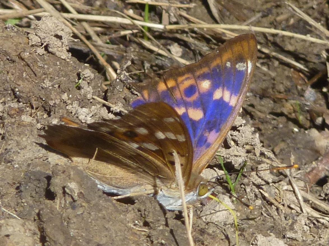 Apatura ilia &copy; PLATEAUX Odile