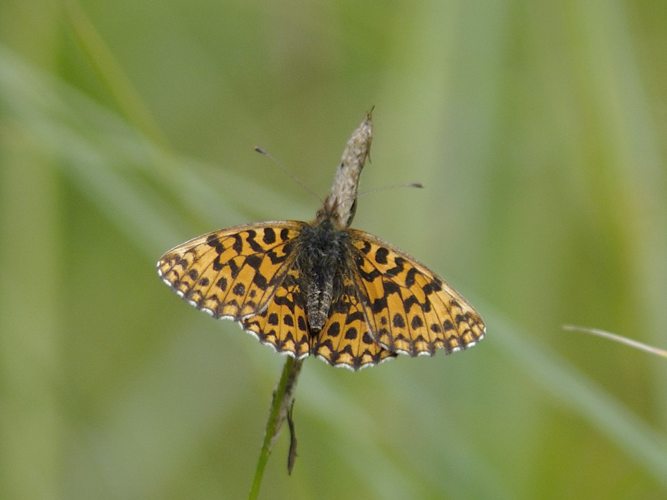 Clossiana dia &copy; HERCENT Jean-Luc