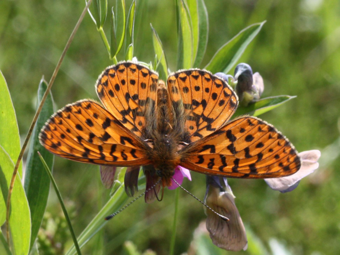 Clossiana euphrosyne &copy; LETHEVE Xavier