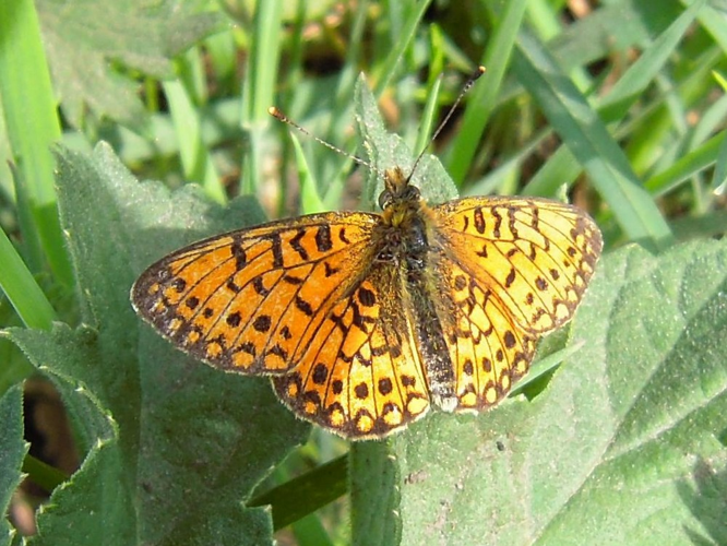 Clossiana selene &copy; DUTOUR Lucie