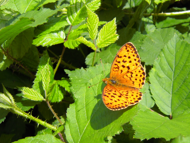 Brenthis daphne &copy; HERMANT Thomas