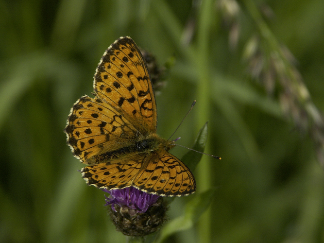 Brenthis ino &copy; HERCENT Jean-Luc