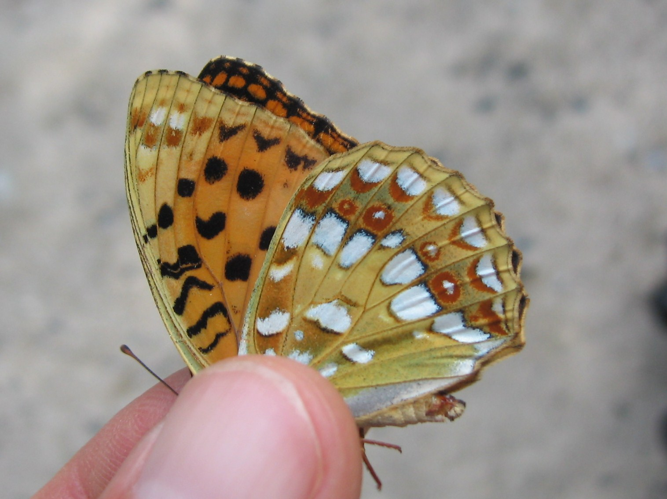 Fabriciana adippe &copy; LETHEVE Xavier