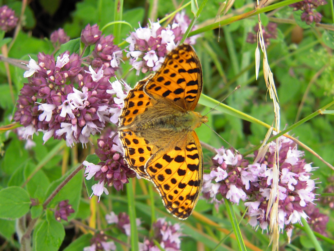 Issoria lathonia &copy; DUTOUR Lucie