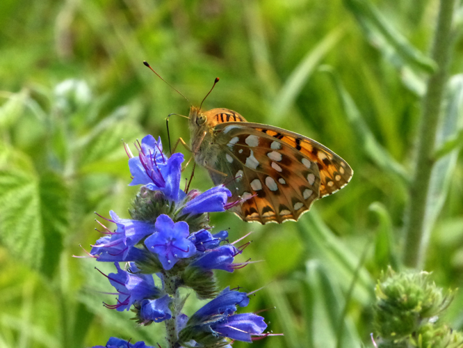 Argynnis aglaja &copy; DEROZIER Carole