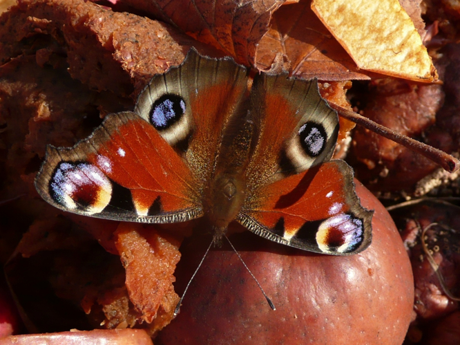 Inachis io &copy; MAILLIER Sébastien