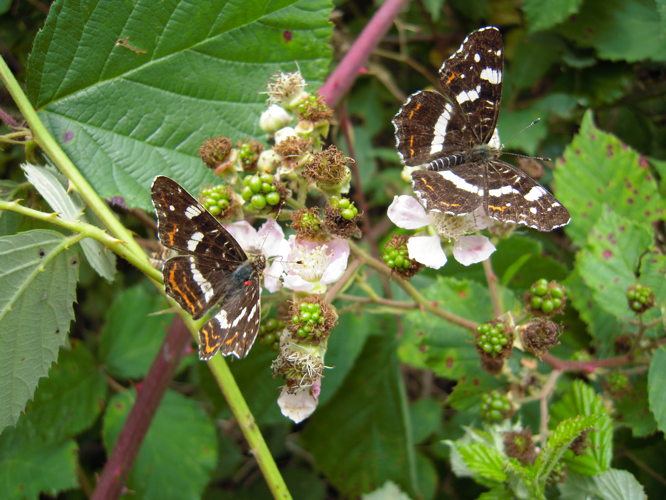 Araschnia levana &copy; DUTOUR Lucie