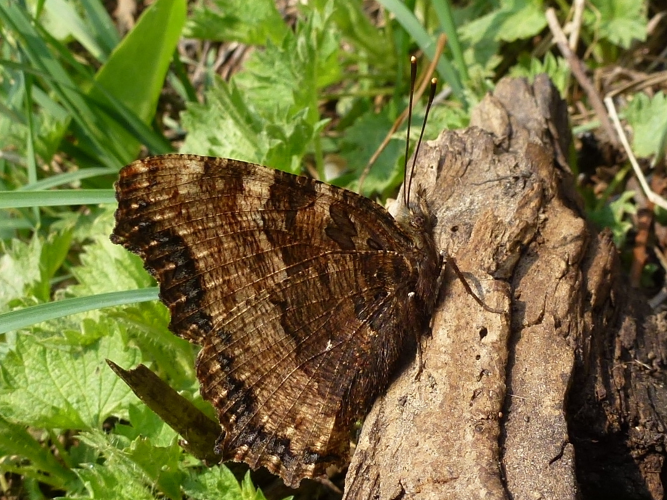 Nymphalis polychloros © MAILLIER Sébastien