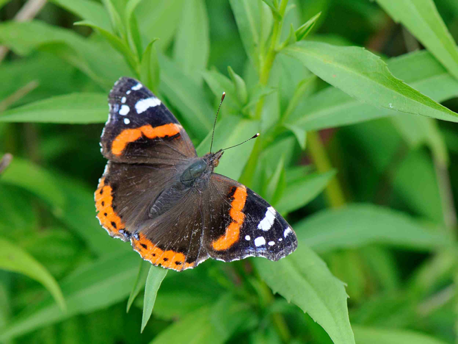 Vanessa atalanta &copy; MATHOT William